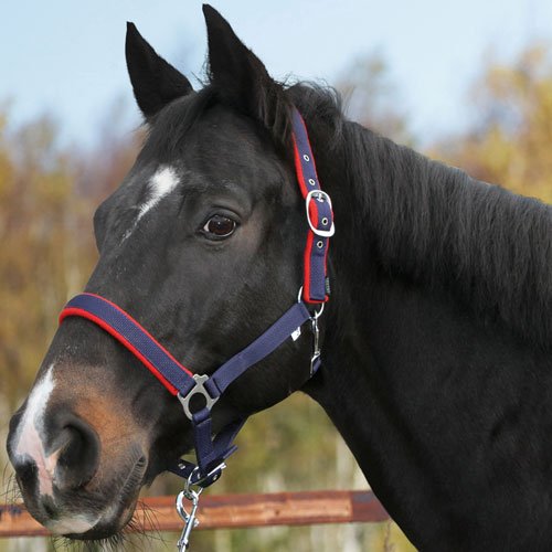 Halster Dexter blauw