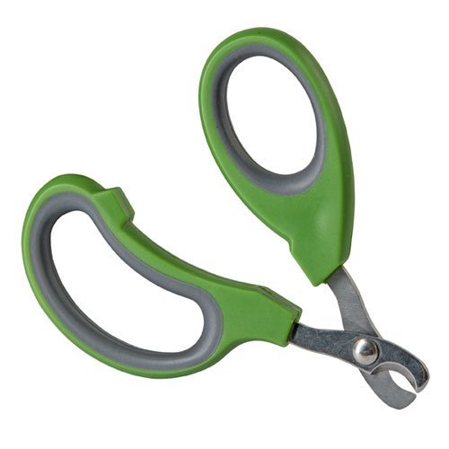 Nagelschaar Knaagdier