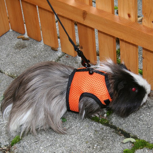 Afbeelding Cavia Sport Harnas door Wohi.nl