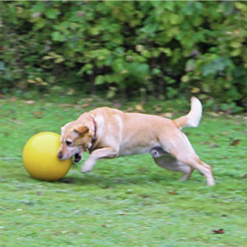 Afbeelding Honden Speelbal geel door Wohi.nl