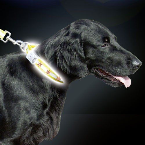 Reflecterende Hondenhalsband