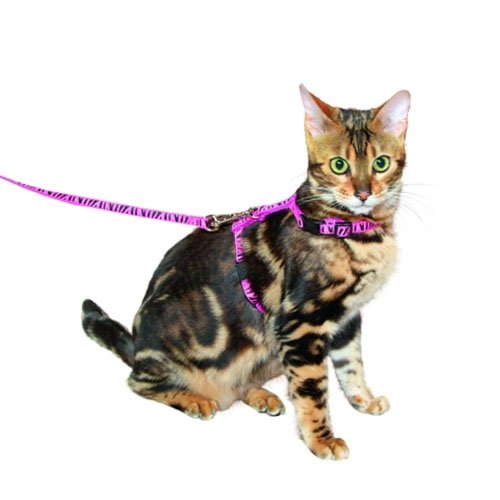 Kattentuigje Zebraprint Roze
