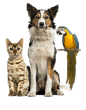 Categorie Dieren | Wohi.nl Categorie Dieren | Wohi.nl